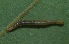  ( - SLC01061)  @11 [ ] CreativeCommons - Attribution Non-Commercial Share-Alike (2017) Carlo L. Seifert Institute of Entomology, Biology Centre CAS, Ceske Budejovice