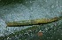  ( - SLC01118)  @11 [ ] CreativeCommons - Attribution Non-Commercial Share-Alike (2017) Carlo L. Seifert Institute of Entomology, Biology Centre CAS, Ceske Budejovice