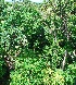  ( - SLC01122)  @11 [ ] CreativeCommons - Attribution Non-Commercial Share-Alike (2017) Carlo L. Seifert Institute of Entomology, Biology Centre CAS, Ceske Budejovice