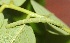  ( - SLC02010)  @11 [ ] CreativeCommons - Attribution Non-Commercial Share-Alike (2017) Carlo L. Seifert Institute of Entomology, Biology Centre CAS, Ceske Budejovice
