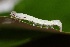  ( - SLC02316)  @12 [ ] CreativeCommons - Attribution Non-Commercial Share-Alike (2017) Carlo L. Seifert Institute of Entomology, Biology Centre CAS, Ceske Budejovice