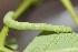  ( - SLC02601)  @11 [ ] CreativeCommons - Attribution Non-Commercial Share-Alike (2017) Carlo L. Seifert Institute of Entomology, Biology Centre CAS, Ceske Budejovice