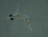  ( - MP1812-848-7-1)  @11 [ ] No Rights Reserved (2019) NA Pacific Islands Fisheries Science Center