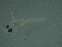  ( - MP1812-848-7-1)  @11 [ ] No Rights Reserved (2019) NA Pacific Islands Fisheries Science Center
