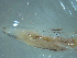 ( - SE1106-37-6-1)  @11 [ ] No Rights Reserved (2019) NA Pacific Islands Fisheries Science Center