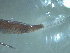  ( - SE1704-617-1-1)  @11 [ ] No Rights Reserved (2019) NA Pacific Islands Fisheries Science Center