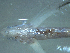  ( - SE1704-617-1-1)  @11 [ ] No Rights Reserved (2019) NA Pacific Islands Fisheries Science Center