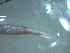  ( - SE1704-617-1-1)  @11 [ ] No Rights Reserved (2019) NA Pacific Islands Fisheries Science Center