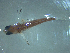  ( - SE1704-620-5-1)  @11 [ ] No Rights Reserved (2019) NA Pacific Islands Fisheries Science Center