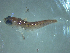  ( - SE1704-620-5-1)  @11 [ ] No Rights Reserved (2019) NA Pacific Islands Fisheries Science Center