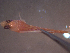  ( - TC0006-30-1)  @11 [ ] No Rights Reserved (2019) NA Pacific Islands Fisheries Science Center