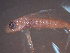  ( - TC0006-30-1)  @11 [ ] No Rights Reserved (2019) NA Pacific Islands Fisheries Science Center