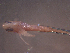  ( - TC0006-30-1)  @11 [ ] No Rights Reserved (2019) NA Pacific Islands Fisheries Science Center