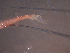  ( - TC0006-30-1)  @11 [ ] No Rights Reserved (2019) NA Pacific Islands Fisheries Science Center