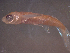  ( - TC0006-30-2)  @11 [ ] No Rights Reserved (2019) NA Pacific Islands Fisheries Science Center