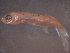  ( - TC0006-30-2)  @11 [ ] No Rights Reserved (2019) NA Pacific Islands Fisheries Science Center