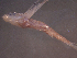  ( - TC0006-30-2)  @11 [ ] No Rights Reserved (2019) NA Pacific Islands Fisheries Science Center