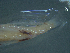  ( - TC0006-56-1)  @11 [ ] No Rights Reserved (2019) NA Pacific Islands Fisheries Science Center