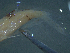  ( - TC0006-56-1)  @11 [ ] No Rights Reserved (2019) NA Pacific Islands Fisheries Science Center
