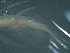  ( - TC0006-56-2)  @11 [ ] No Rights Reserved (2019) NA Pacific Islands Fisheries Science Center
