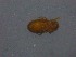  ( - HUJINVACA312)  @11 [ ] No Rights Reserved (2016) Eric Palevsky Agricultural Research Organization, Israel