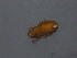  ( - HUJINVACA313)  @11 [ ] No Rights Reserved (2016) Eric Palevsky Agricultural Research Organization, Israel