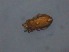  ( - HUJINVACA315)  @11 [ ] No Rights Reserved (2016) Eric Palevsky Agricultural Research Organization, Israel