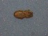  ( - HUJINVACA316)  @11 [ ] No Rights Reserved (2016) Eric Palevsky Agricultural Research Organization, Israel