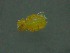  ( - HUJINVACA338)  @11 [ ] No Rights Reserved (2016) Eric Palevsky Agricultural Research Organization, Israel