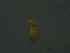  ( - HUJINVACA339)  @11 [ ] No Rights Reserved (2016) Eric Palevsky Agricultural Research Organization, Israel