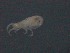  ( - HUJINVACA392)  @11 [ ] No Rights Reserved (2016) Eric Palevsky Agricultural Research Organization, Israel