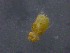  (Cosmochtonius - HUJINVACA426)  @11 [ ] No Rights Reserved (2016) Eric Palevsky Agricultural Research Organization, Israel