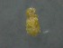  ( - HUJINVACA428)  @11 [ ] No Rights Reserved (2016) Eric Palevsky Agricultural Research Organization, Israel