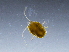  (Bryobia rubrioculus - ADSSC_SM-24)  @11 [ ] CreativeCommons - Attribution Non-Commercial Share-Alike (2017) Lihu Kolton Dead Sea and Arava Science Centre