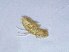  (Phyllozetes - ADSSC_WS-8_2)  @11 [ ] CreativeCommons - Attribution Non-Commercial Share-Alike (2017) Lihu Kolton Dead Sea and Arava Science Centre
