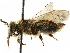  ( - CCDB-34953-A01)  @11 [ ] CreativeCommons - Attribution (2019) CBG Photography Group Centre for Biodiversity Genomics