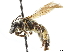 ( - CCDB-34953-A02)  @11 [ ] CreativeCommons - Attribution (2019) CBG Photography Group Centre for Biodiversity Genomics