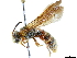  ( - CCDB-34953-B10)  @11 [ ] CreativeCommons - Attribution (2019) CBG Photography Group Centre for Biodiversity Genomics