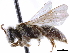  ( - CCDB-34953-C05)  @11 [ ] CreativeCommons - Attribution (2019) CBG Photography Group Centre for Biodiversity Genomics