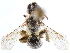  ( - CCDB-34953-C06)  @11 [ ] CreativeCommons - Attribution (2019) CBG Photography Group Centre for Biodiversity Genomics