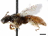  ( - CCDB-34953-C10)  @11 [ ] CreativeCommons - Attribution (2019) CBG Photography Group Centre for Biodiversity Genomics