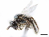  ( - CCDB-34953-C12)  @13 [ ] CreativeCommons - Attribution (2019) CBG Photography Group Centre for Biodiversity Genomics