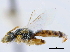  ( - CCDB-34953-D01)  @11 [ ] CreativeCommons - Attribution (2019) CBG Photography Group Centre for Biodiversity Genomics
