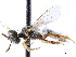  ( - CCDB-34953-D04)  @11 [ ] CreativeCommons - Attribution (2019) CBG Photography Group Centre for Biodiversity Genomics