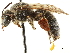  ( - CCDB-34953-D12)  @11 [ ] CreativeCommons - Attribution (2019) CBG Photography Group Centre for Biodiversity Genomics