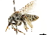  ( - CCDB-34953-G05)  @11 [ ] CreativeCommons - Attribution (2019) CBG Photography Group Centre for Biodiversity Genomics