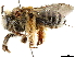  ( - CCDB-34953-G12)  @11 [ ] CreativeCommons - Attribution (2019) CBG Photography Group Centre for Biodiversity Genomics