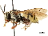  ( - CCDB-34953-H09)  @11 [ ] CreativeCommons - Attribution (2019) CBG Photography Group Centre for Biodiversity Genomics