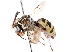  ( - CCDB-34953-H10)  @11 [ ] CreativeCommons - Attribution (2019) CBG Photography Group Centre for Biodiversity Genomics