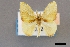  ( - NHMW2.Lep.0124)  @11 [ ] Unspecified (default): All Rights Reserved  Unspecified Unspecified